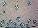 Zea Mays Stem - Microscope Slide