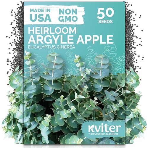 KVITER 50 Argyle Apple Eucalyptus Seeds (Eucalyptus Cinerea) - Silver Dollar Evergreen Garden Decor Fragrant Foliage Non GMO Seed - Tree Seeds in Seed Packets for Outdoors Suitable for Containers