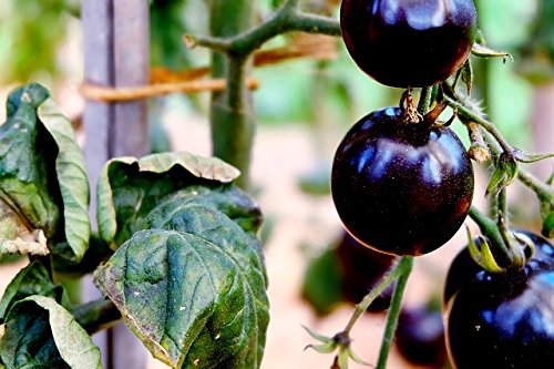 OL Seed Black Tomato Purple Seeds (Pack of 30 Seeds) (B07F8YLM26) Amazon Price History, Amazon Price Tracker