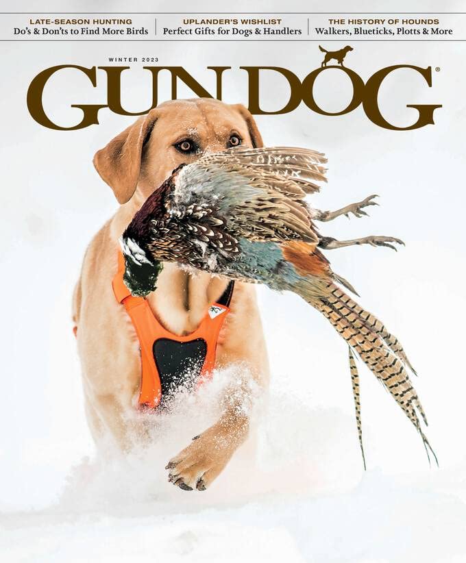 Top 11 Best gun dog breeds Reviews & Ranking in 2022 licorize
