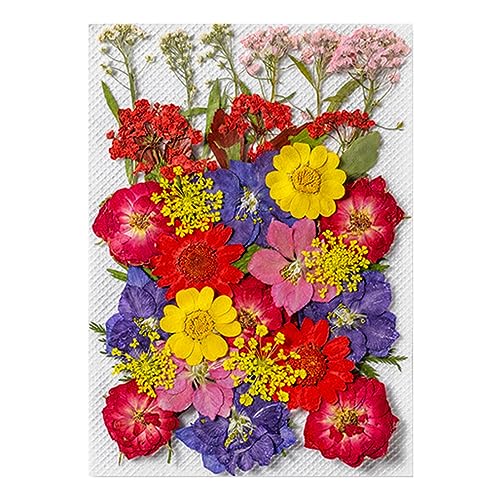 Walopola Calcomanías de flores prensadas, calcomanías estéticas de plantas para diario, calcomanías de plantas para diario, álbumes de recortes y suministros para planificadores de diarios, portátiles