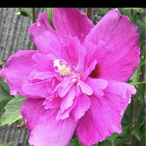 ムクゲ ピンク 八重咲きのサムネイル