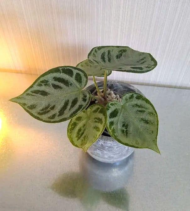 Amazon｜アンスリウムシルバークローム｜観葉植物 オンライン通販