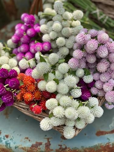 Image of Gomphrena Flower Seeds (Globe Amaranth) - Vibrant, Long-Lasting Blooms, Easy to Grow Annual Garden Seeds (Pack of 50+ Seed)