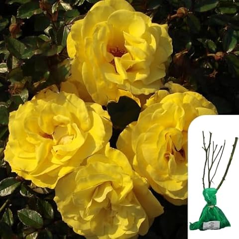 Rosa 'Especially for You' Award-Winning Yellow Rose Cover