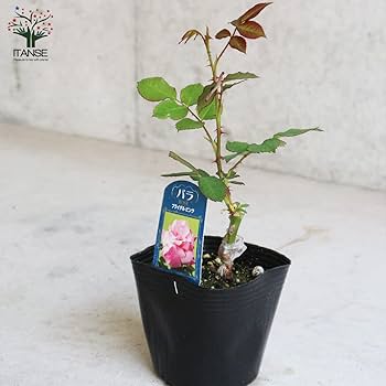 レア　切花品種 接木新苗　/彪/絞り/蕾２個付き/4号ロング レア 切花品種 接木新苗 /彪/絞り/蕾2個付き/4号ロング