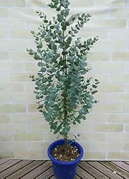 51jhEOr3VdS._UF350,350_QL50_.jpg