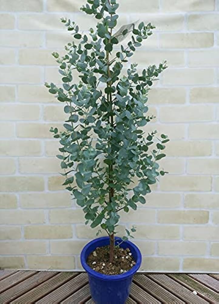 Amazon.co.jp: ユーカリ グニー 6号鉢 全高1m以上の成長物でお