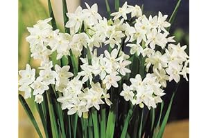 Paper White Flowering Bulbs: A Radiant Addition to Gardens and Homes