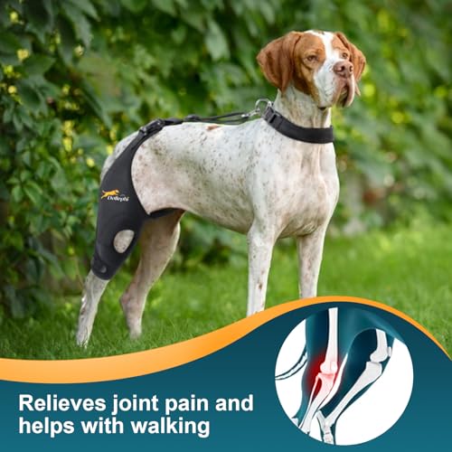 Dollephi Hunde-Kniebandage für gerissenes ACL-Hinterbein, Unterstützung bei Patella-Luxation oder Arthrose, Kreuzbandverletzungen, Aussparung, rutschfeste Bandage fördert die Patella-Stabilität