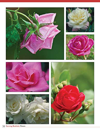 Carving Realistic Flowers, Revised Edition: Morning Glory, Hibiscus, Rose: Ready-to-Use Patterns, Step-by-Step Projects, Reference Photos (Fox Chapel Publishing) - Image 7