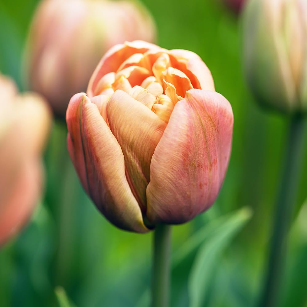 Amazon.co.jp: ITANSE 八重咲きチューリップ ラ・ベルエポック 3