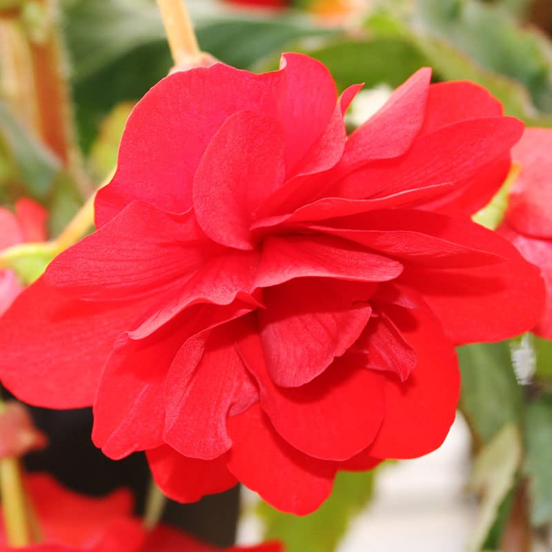 Scarlet Double Begonia Flower Bulbs