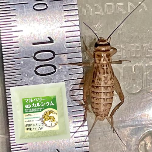 (Mサイズ)コオロギ 150匹 カルシウムセット マルベリー イエコ 自然由来の植物性カルシウム +8つの栄養素も配合 国内製造 死着保証のある安全配送【ナンバーワンクリケット】
