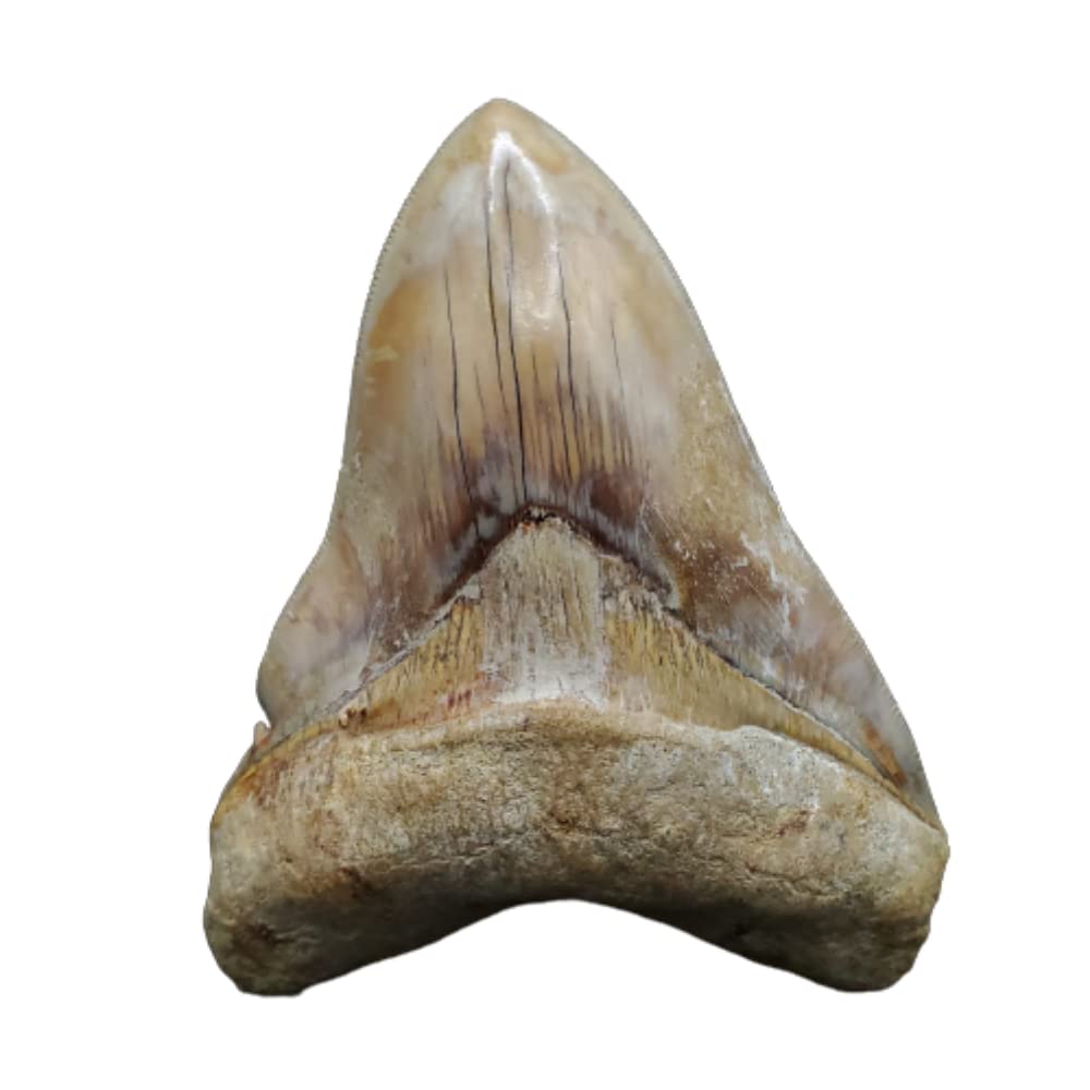 極上 メガロドン 歯 化石 本物 インドネシア 117.42mm プレゼント