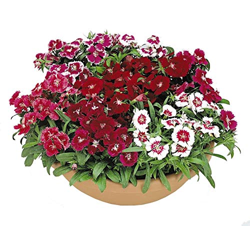 Plant House Live Mix Dianthus Bunch of 7 Mix Flower Plants in Big Round Pot (B07MBGMMH3) Amazon Price History, Amazon Price Tracker