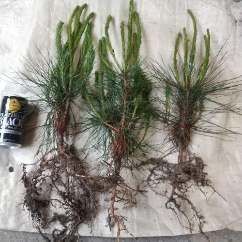 赤松 苗」の人気商品一覧 | 安い商品を通販サイトから探す - 価格.com