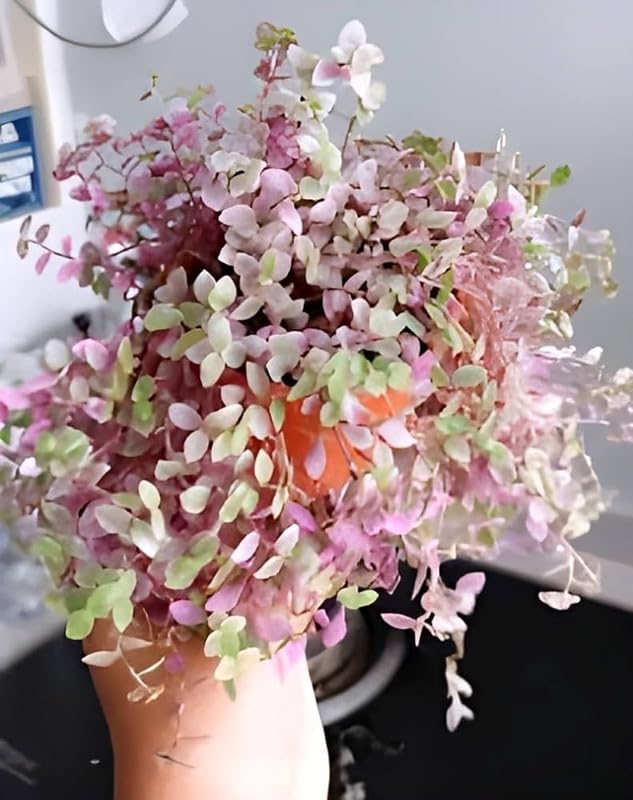 Pink Lady plant live | Hanging plant | Exotic Rare Plant for Planting Pack of 1 (B0CYLCXNWR) Amazon Price History, Amazon Price Tracker