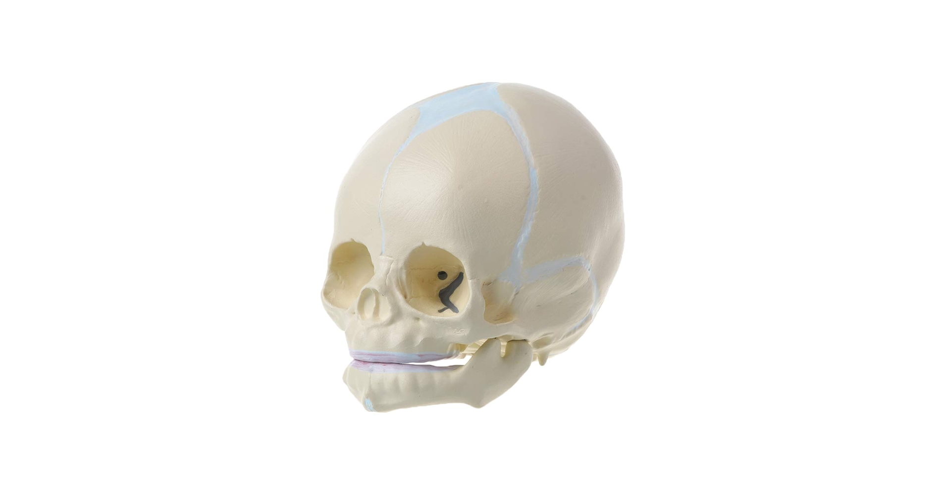 タウング·ベイビー頭骨模型 タウング·ベイビー頭骨模型 Amazon.co.jp: 頭蓋骨模型 頭蓋骨