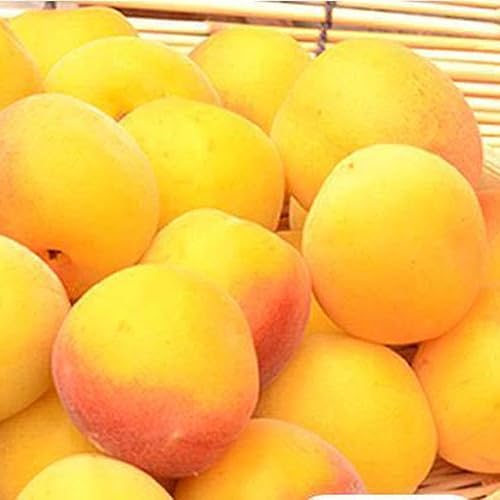 [先行予約]南高梅[完熟]黄色3kg 特大サイズ 梅干用フレッシュ青梅(生梅)/紀伊国屋文左衛門本舗