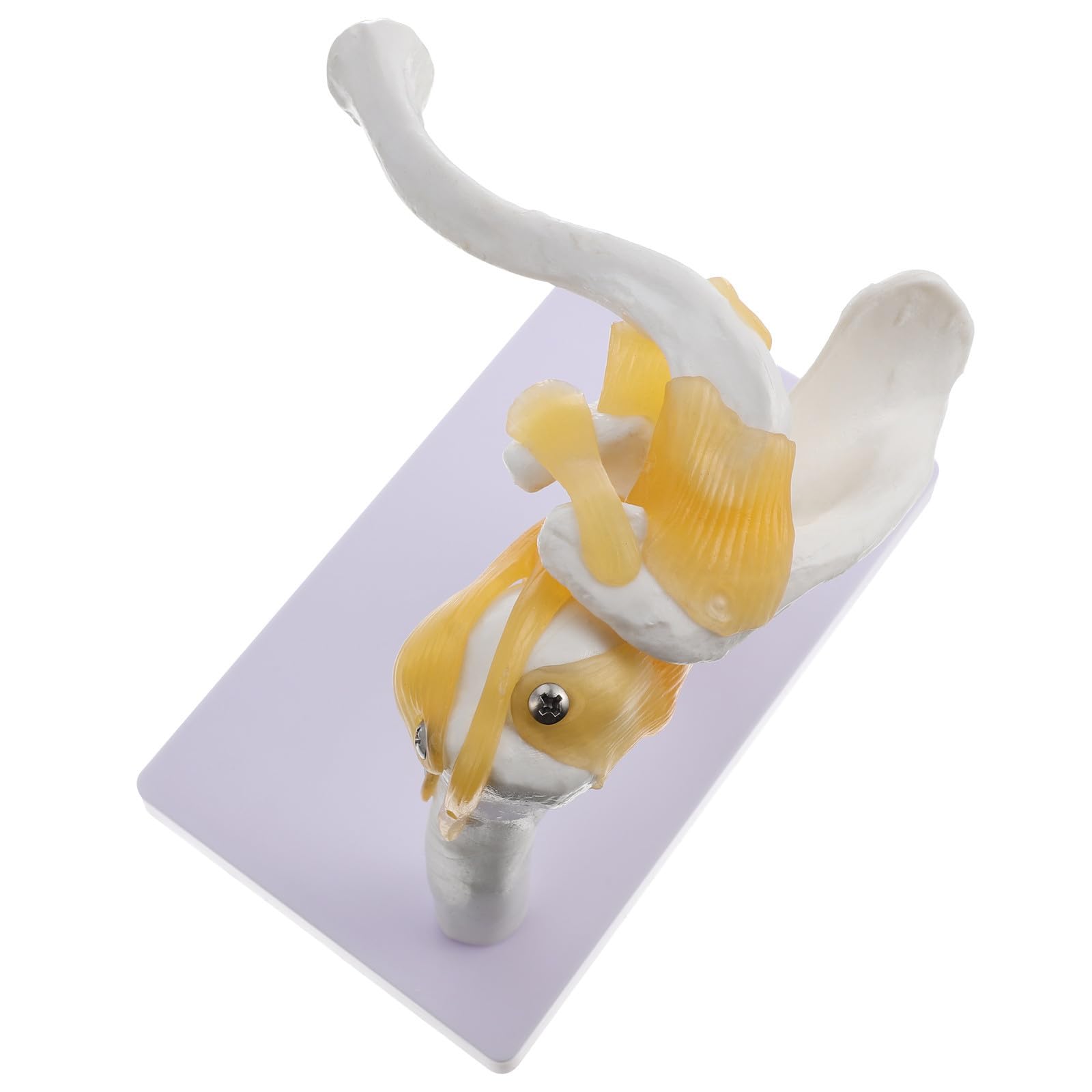 iplusmile Modelo de Articulación del Hombro con Ligamento, Maqueta Articulación Hombro, PVC Blanco, Base Estable, Lavable, para Escuelas y Hospitales