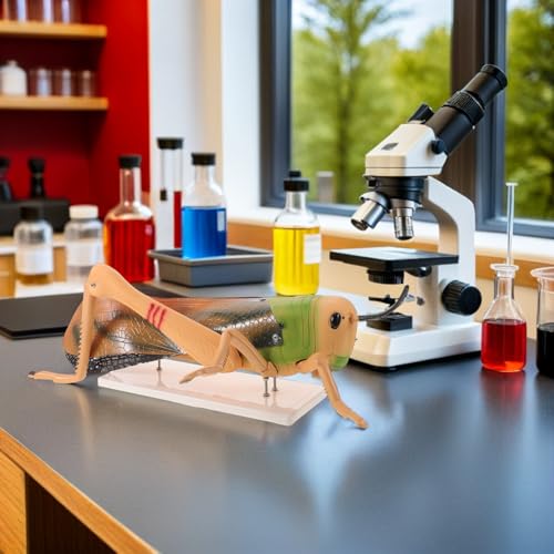 Modèle insecte détachable pour enseignement et observation