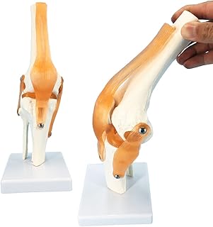 Knee Model, Flexible Knee Joint Model with Ligament and Stand, Life Size Human Knee Joint Model, Knee Anatomy Model, Human Knee Joint Model for Learning, Demonstrating