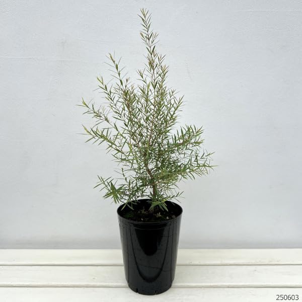 Amazon.co.jp: メラレウカ：スノーインサマー6号鉢植え[庭木・鉢植えに