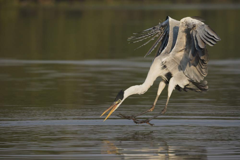 Cocoi Heron pouncing Poster Print by Ken Archer (24 x 36)