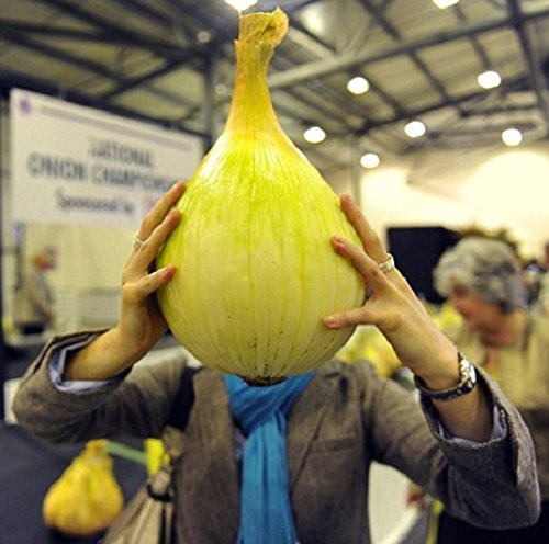 VibeX Giant Sweet White Onion Seeds-500 Seeds (B0BBGR1TDH) Amazon Price History, Amazon Price Tracker