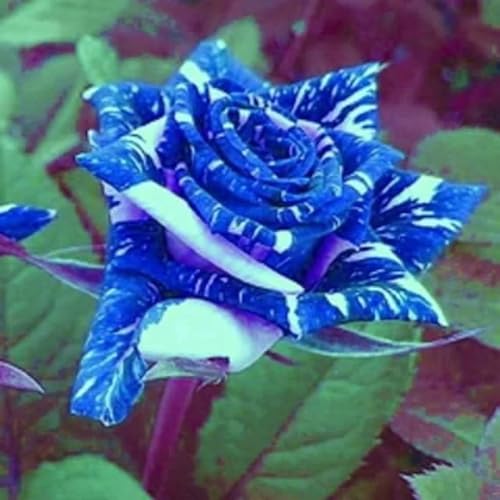 Duft,Lange Blütezeit,Exotisch,Geschenk Rosen Pflanzen,...