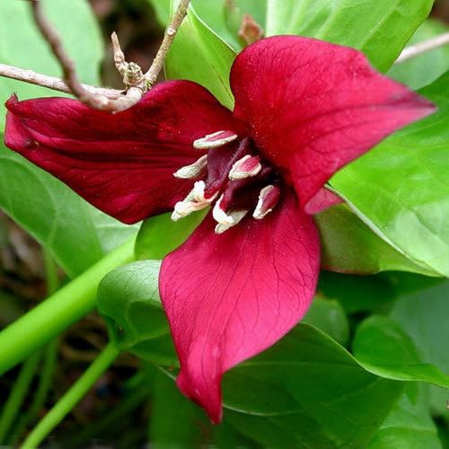 Plant World Seeds - Trillium Erectum Seeds (Perennial Flower Seeds)