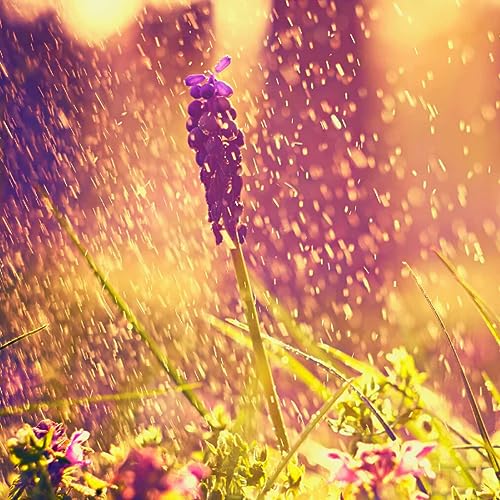 Dance in The Rain (BBW) Soapmaking and Candlemaking Scent for Candles, Lotion, Home Scents, Bath Bombs, Body Oils, Liquid Soap, Moisturizer, Shampoo, Diffusers, Soap Making