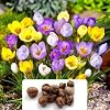12 x Crocus Botanical Mixture
