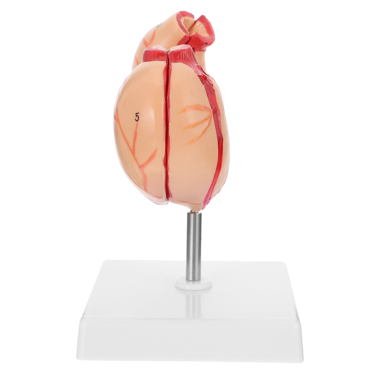 VALICLUD Magen Anatomisches Modell Medizinisches Schulmodell Aus Langlebigem Material Realistisches Lehrmittel Für Biologie Und Naturwissenschaften