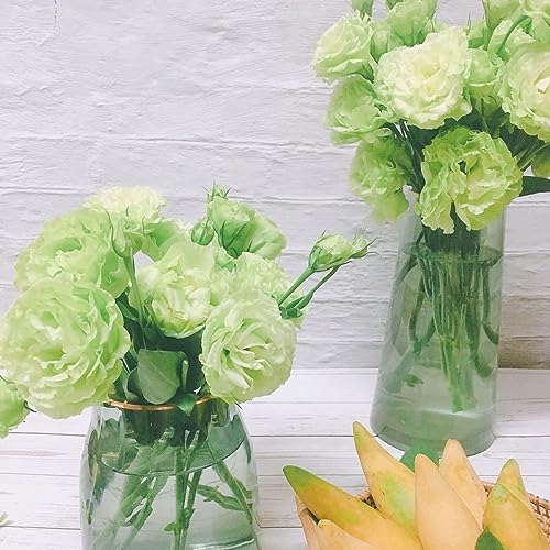 Eustoma Im Topf Kaufen Die 15 besten Produkte im Vergleich