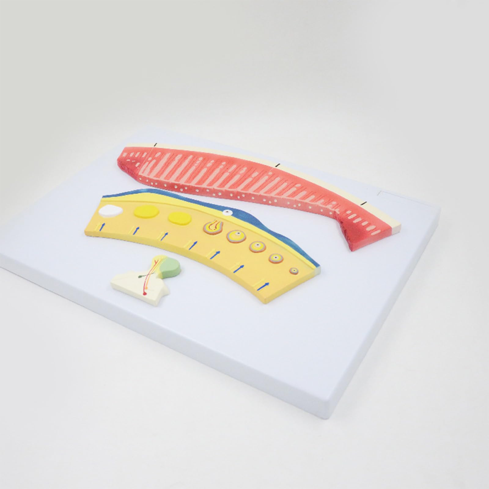 Modell Menstruationszyklus 3-Komponenten Menstruationsbildung Lutealfollikelprofil Lehrmodell