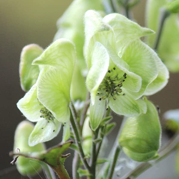 Amazon | 緑花ヤマトリカブト 9cmポット苗 モンクスフード/アコニタム