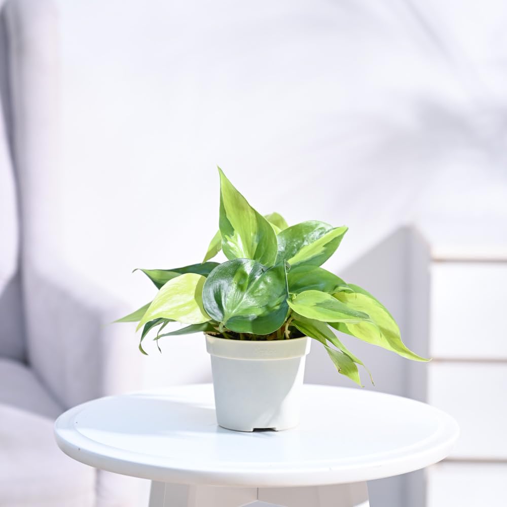 UGAOO Philodendron Brasil Oxycardium Variegated Live Plant With Grow Pot (B0CD5SHQ5J) Amazon Price History, Amazon Price Tracker