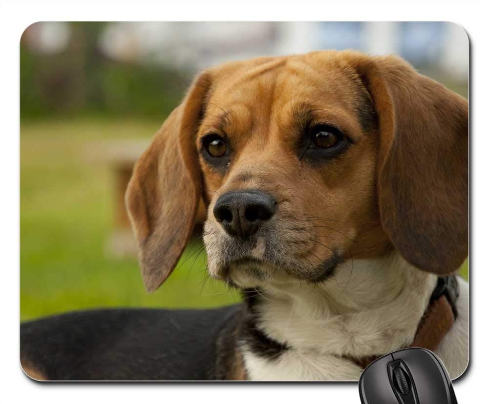 Mouse Pad - Dog Animal Bigel Doggy Pet Beast Coat Snout