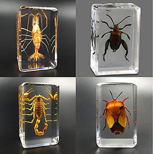 Araignée sous résine véritable comme presse-papier pour cabinet de curiosités