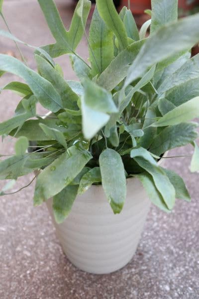Amazon｜観葉植物 シダ植物 フレボディウム ブルースター 5号サイズ