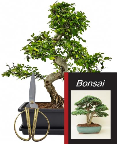 GENKI-BONSAI Chinesische Ulme Starterset 4-tlg. mit Schere & Pflegebuch