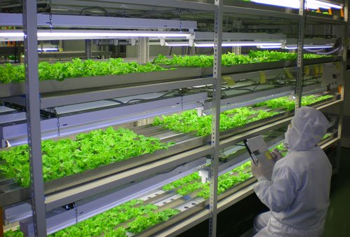 Amazon.co.jp: 【洗わなくていい野菜】お得なサラダセットM