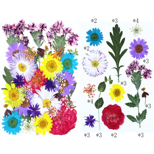 Flores secas prensadas 35 piezas para manualidades miniatura 3