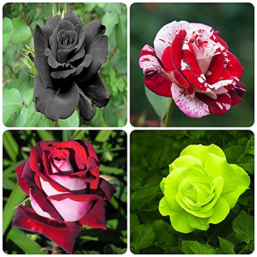 400+ RoseÂ Seeds, Rose Seeds for Planting, Mixed Black Rose, Stripes Rose, Osiria Rose, Green Rose 400+ Rare Roses Seeds