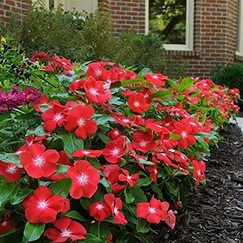 See full amazon price history chart for Gurveplantationi Sadabahar Periwinkle Live Flower Catharanthus Roseus Plant Flowers Medicinal Use Landscaping Ground Cover Annual Gardening with Pot (Red) Gurveplantationi Sadabahar Periwinkle Live Flower Catharanthus Roseus Plant Flowers Medicinal Use Landscaping Ground Cover Annual Gardening with Pot (Red) (B0D6YXNP5J) Amazon Price History, Amazon Price Tracker