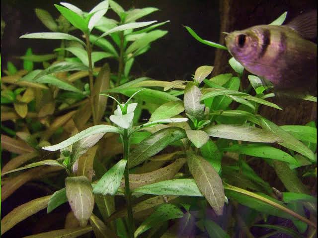 Green Hygro Live Aquarium Plant Premium Freshwater Decorative Water Plant for Fish Tank Home Office Garden (3 Healthy Live Plant)-picture-20
