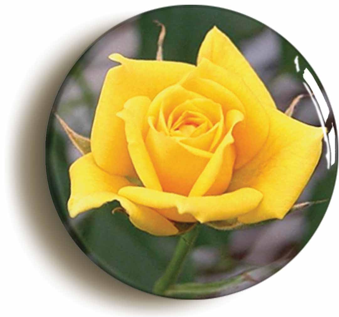 Yellow Rose Flower Fridge Magnet (Circular 2inch / 50mm Diameter)