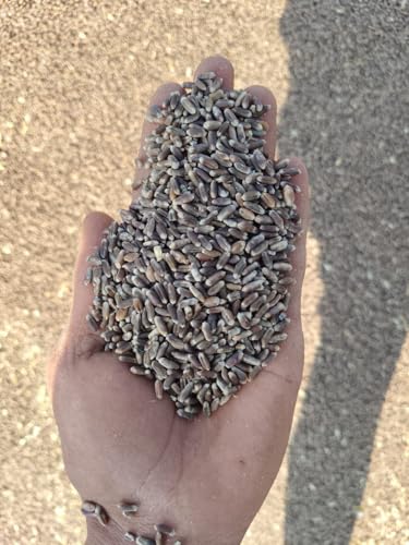 Image of Organic Black Wheat Grains Seeds (10Kgs) | Kale Gehu Ka Seeds | For Farming, Sowing & Agriculture Use | Produce of India | 100% Natural & Non-GMO | By G7 Grains